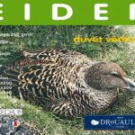 Couette-Drouault-EIDER-par-drouault-01