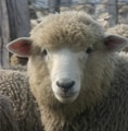 LAINES MERINOS